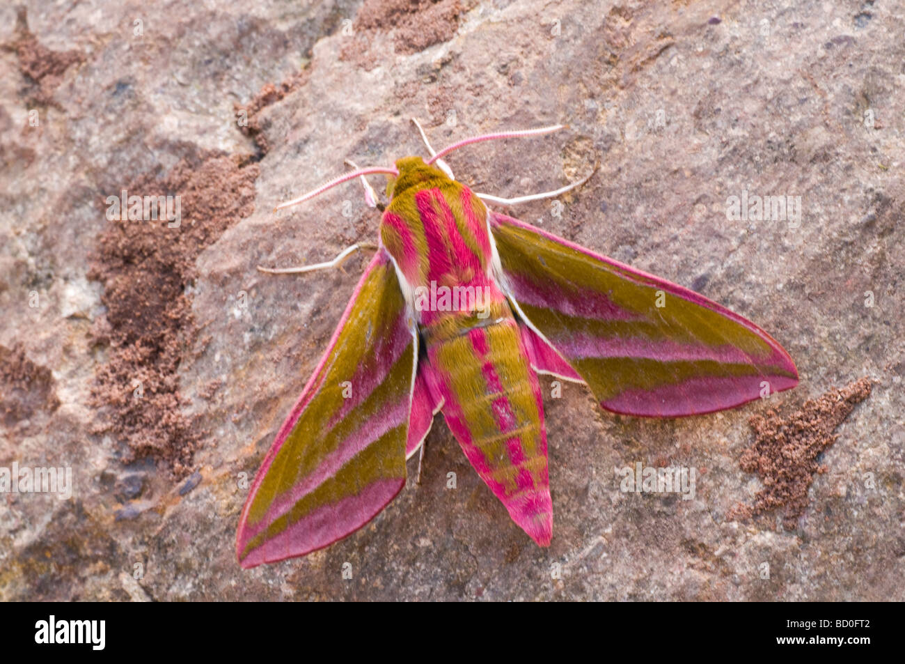 Elephant Hawk Moth Deilephila elpenor visto sentire in appoggio su di una pietra. Foto Stock