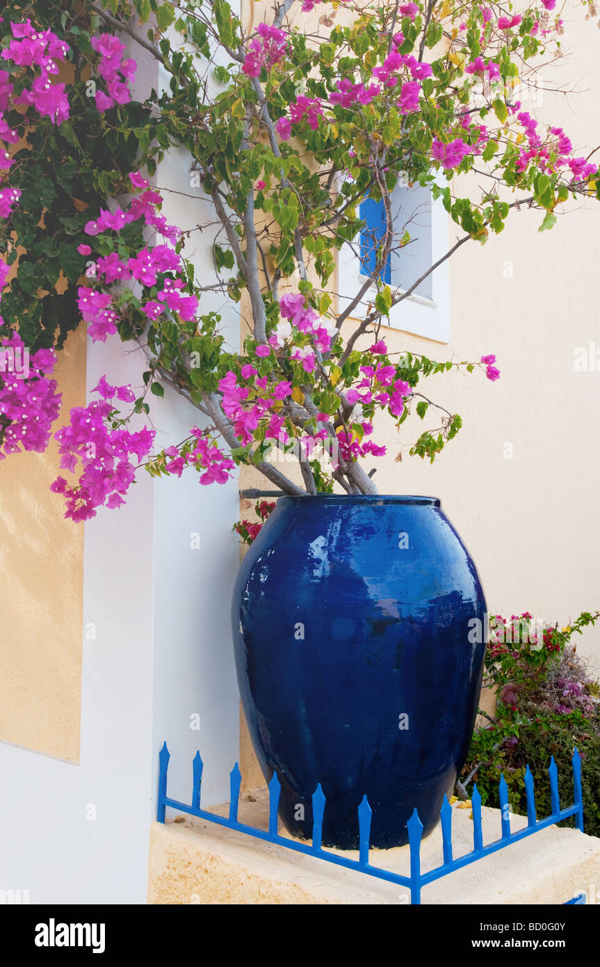 Il Bougainvillea in blu pot presso il greco Assos Foto Stock