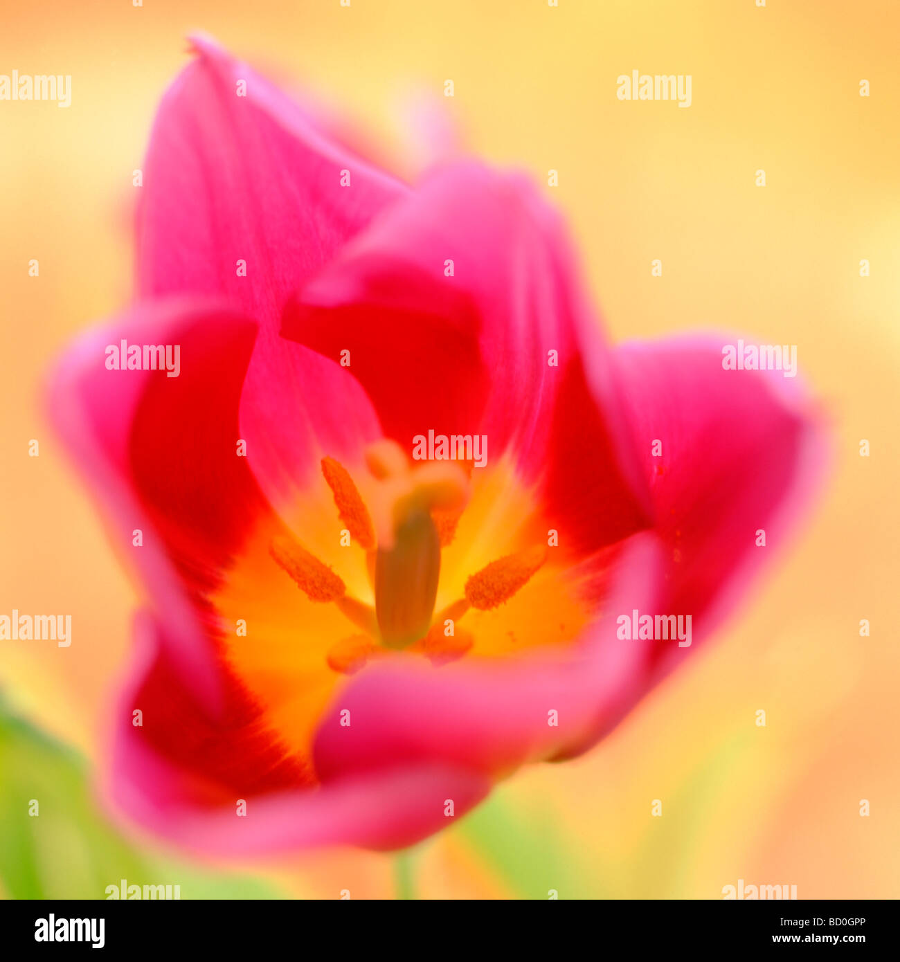 Tulip contemporaneo molla epitomising arte fotografia Jane Ann Butler JABP Fotografia273 Foto Stock