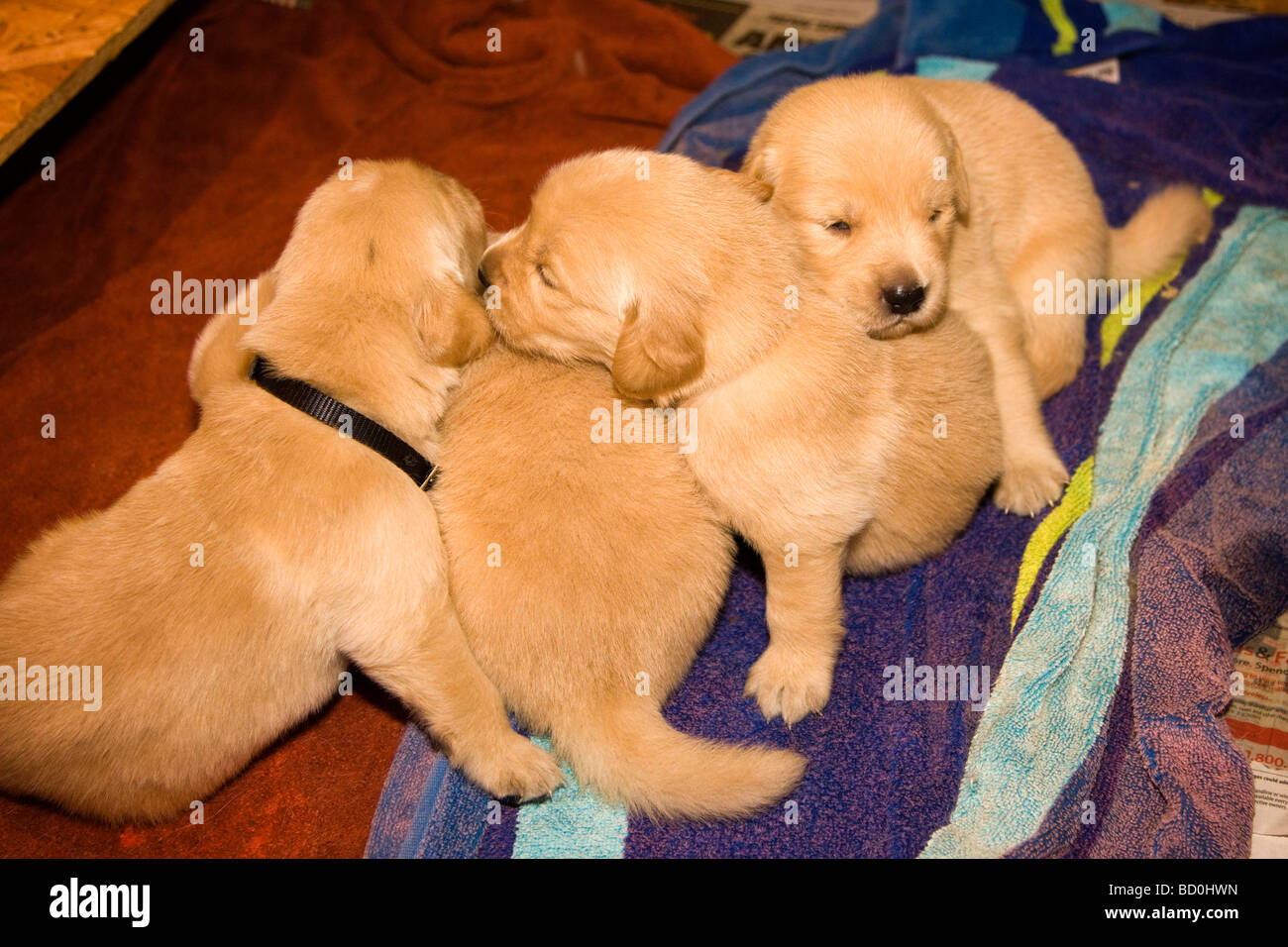Golden Retriever Litter Immagini Golden Retriever Litter Fotos