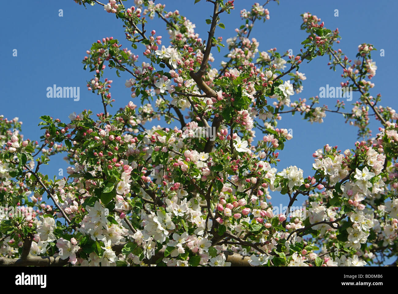 Apfelblüte apple blossom 04 Foto Stock