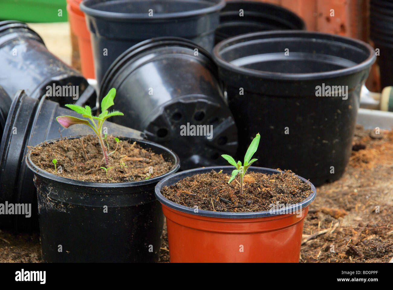 Tomatenpflanze pianta di pomodoro 31 Foto Stock
