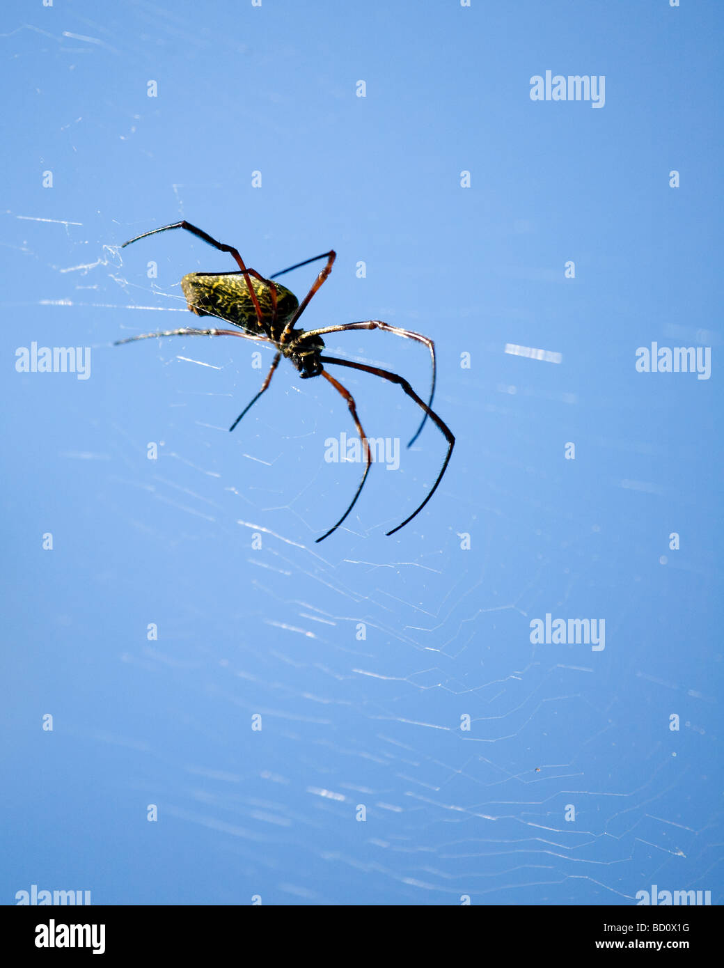 Spider su Koh Lipe, Thailandia Foto Stock