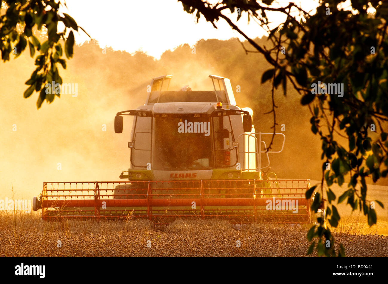 In tarda serata la luce sul Claas Lexion 540 Mietitrebbia - Indre-et-Loire, Francia. Foto Stock
