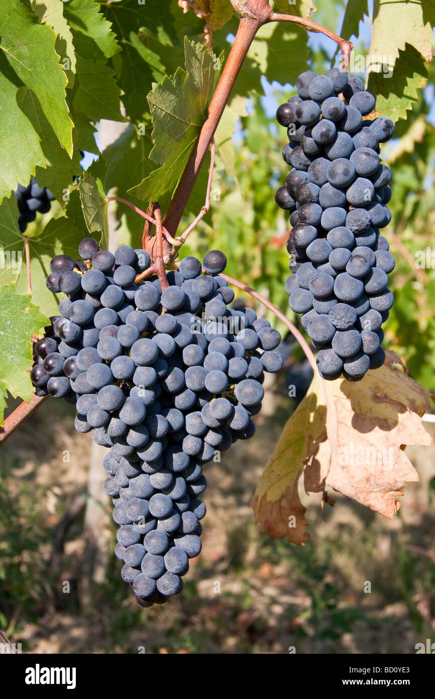 Mature uve Sangiovese in Chianti Toscana Italia Foto Stock