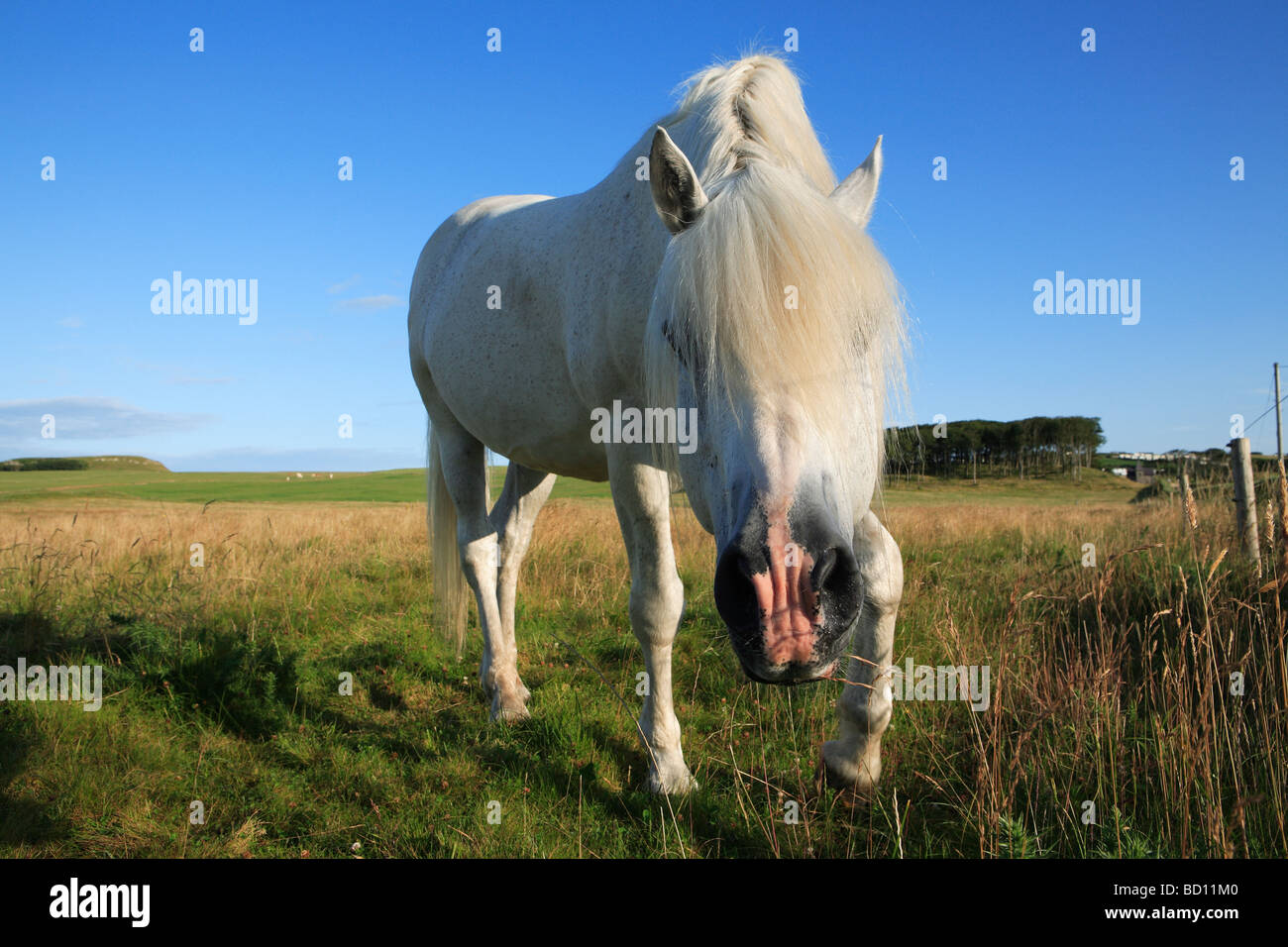Cavallo arrabbiato Irlanda Foto Stock