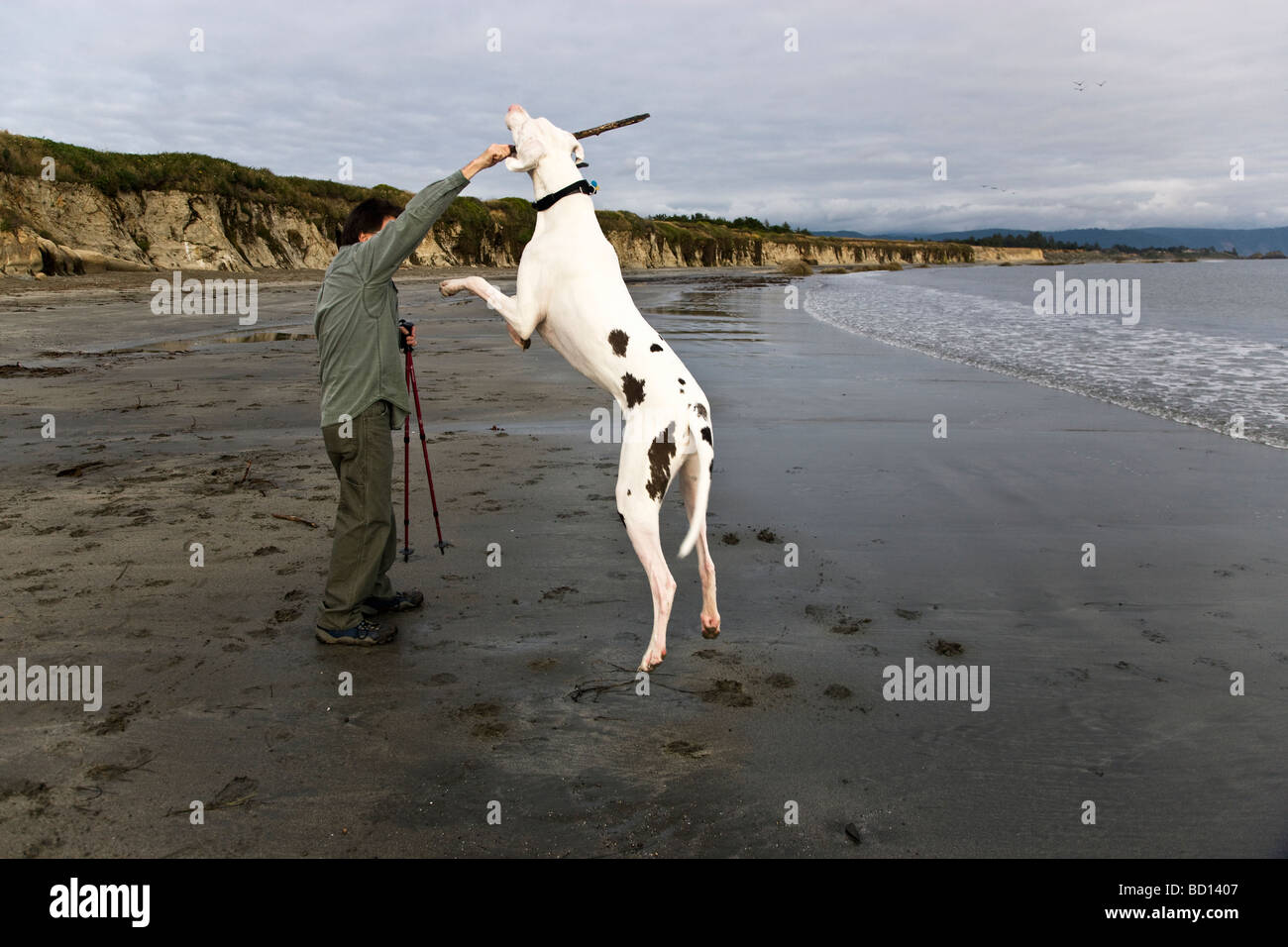 Il proprietario si prepara a lanciare stick per un alano, presso la spiaggia. Foto Stock