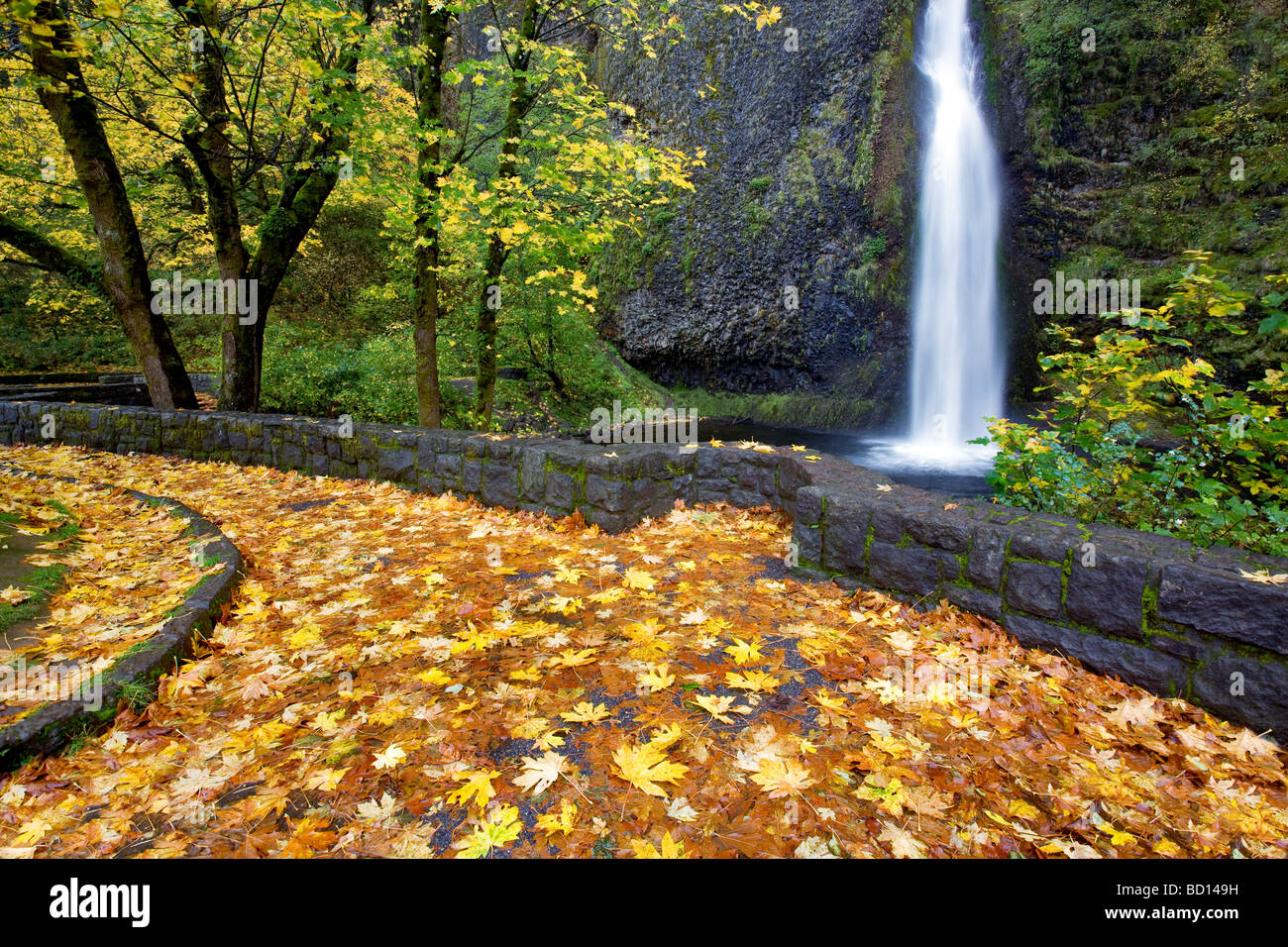 Equiseto cade e percorso di rock con l'autunno colorato di foglie di acero Columbia River Gorge National Scenic Area Oregon Foto Stock