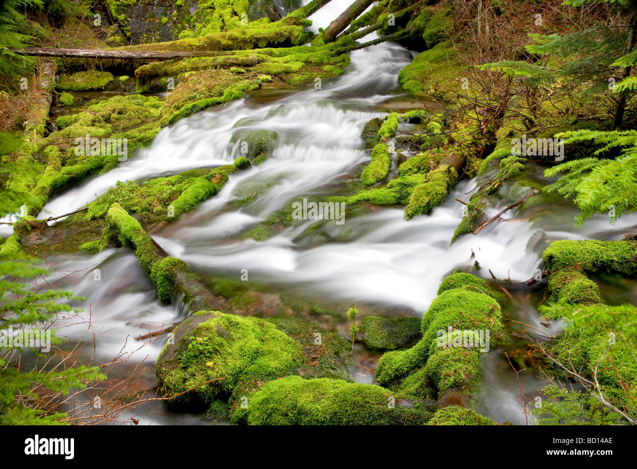 Big Spring Creek con rocce di muschio Gifford Pinchot National Forest Washington Foto Stock