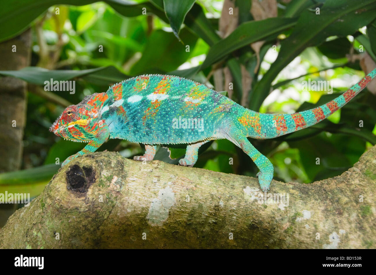 Panther chameleon Furcifer pardalis in Ankarana Parco Nazionale in Madagascar Foto Stock