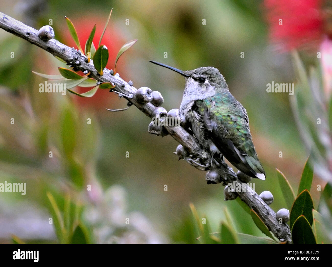Una femmina di colibrì di Anna (Calypte anna) arroccato su un ramo con baccelli di semi legnosi, mostrando piume verdi iridescenti contro uno sfondo da giardino sfocato Foto Stock