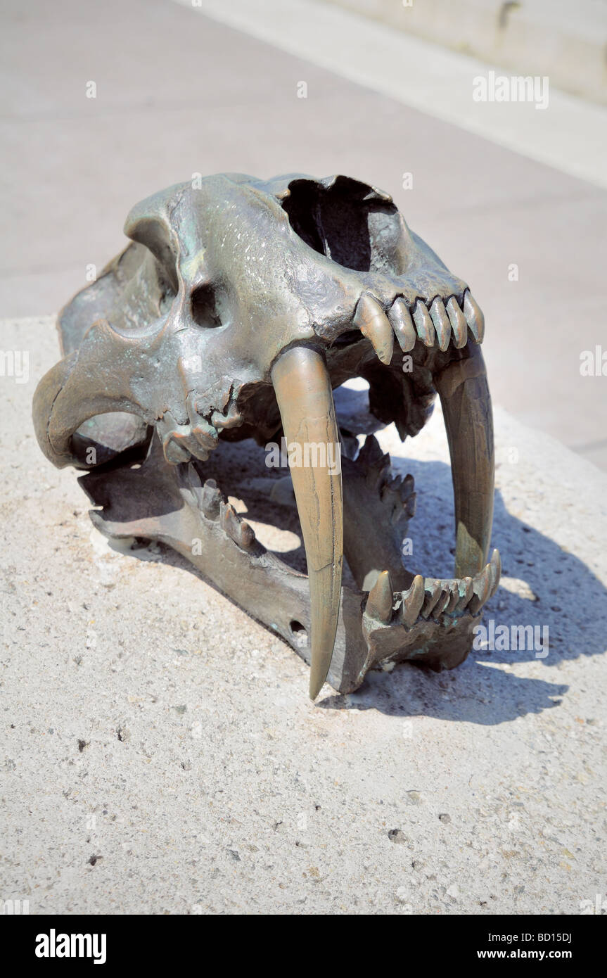 Scultura in bronzo di arte pubblica in San Francisco raffigurante il cranio di un Saber dente tigre Foto Stock
