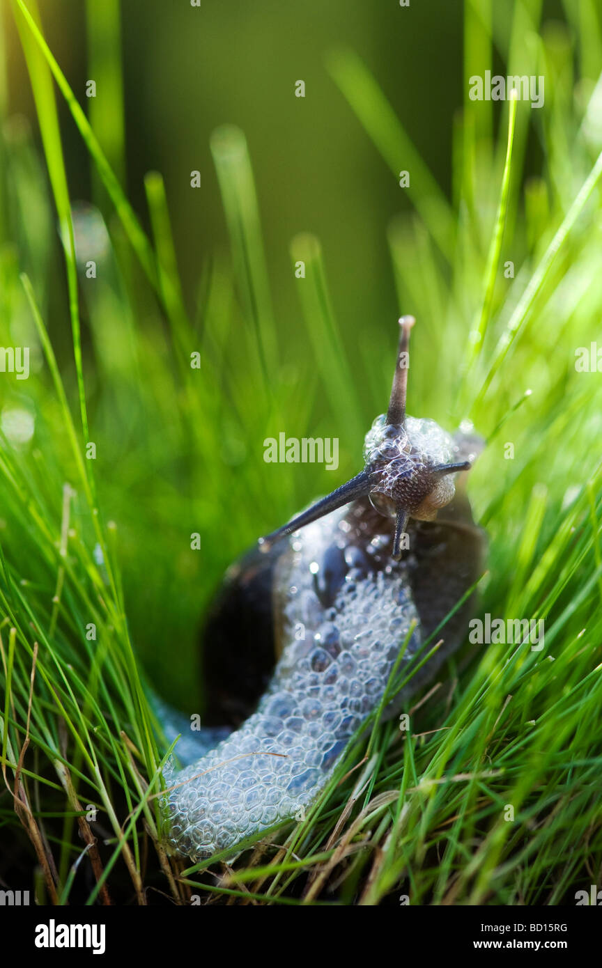 Lumaca nell'erba schiumosa. Meccanismo di difesa delle lumache Foto Stock
