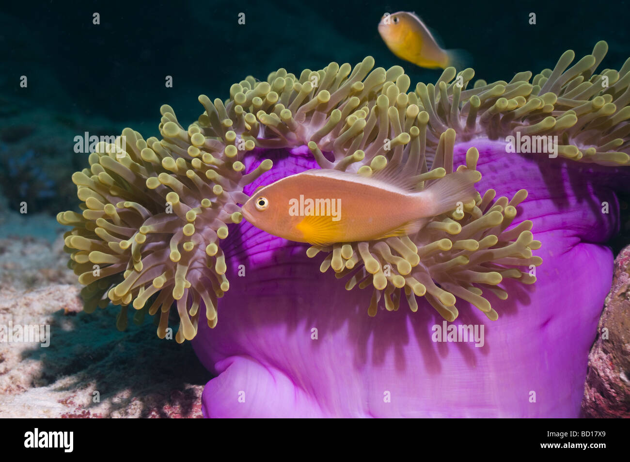 Skunk anemonefish Amphiprion akallopisos coppia con anemone di mare delle Andamane Thailandia Foto Stock