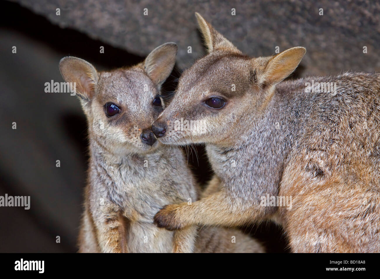 Allied Rock-wallaby Petrogale assimilis wallaby Foto Stock
