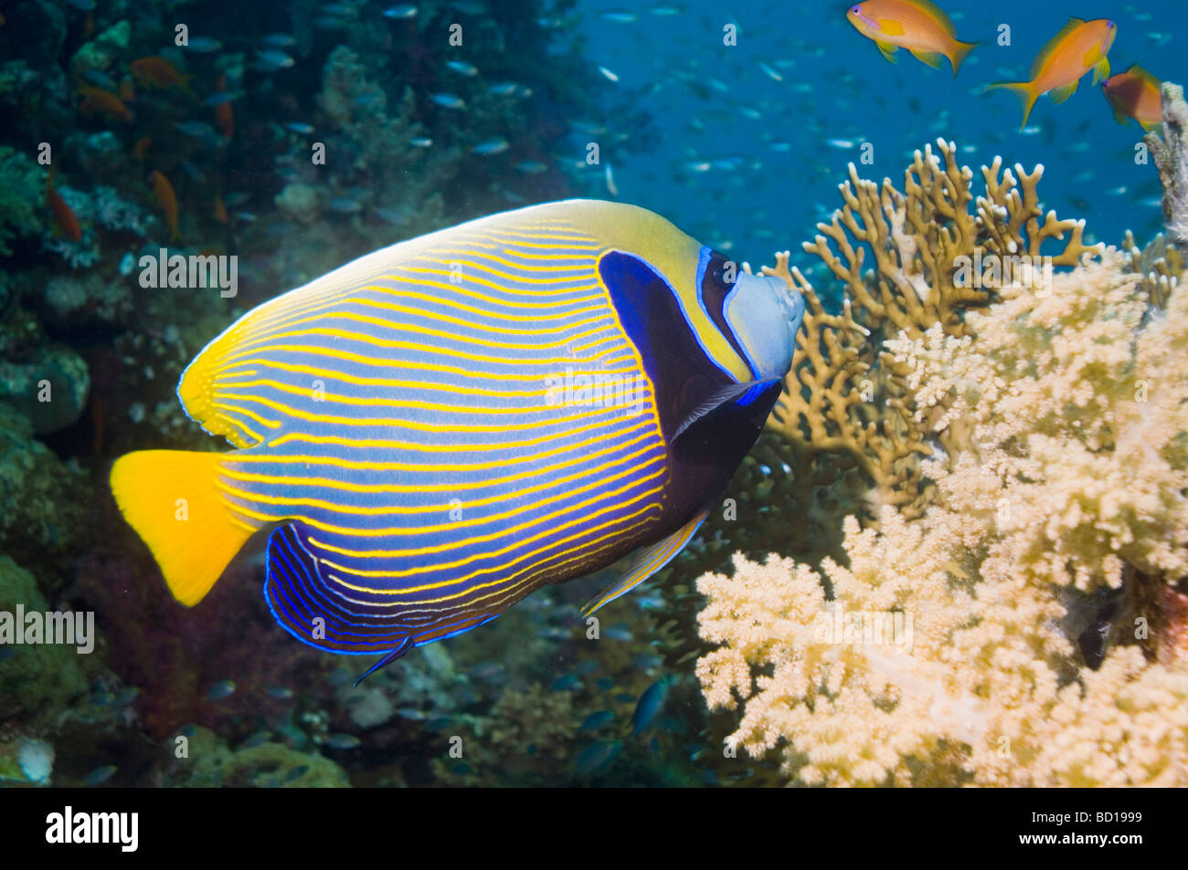 L'imperatore angelfish Pomacanthus imperator Mar Rosso in Egitto Foto Stock