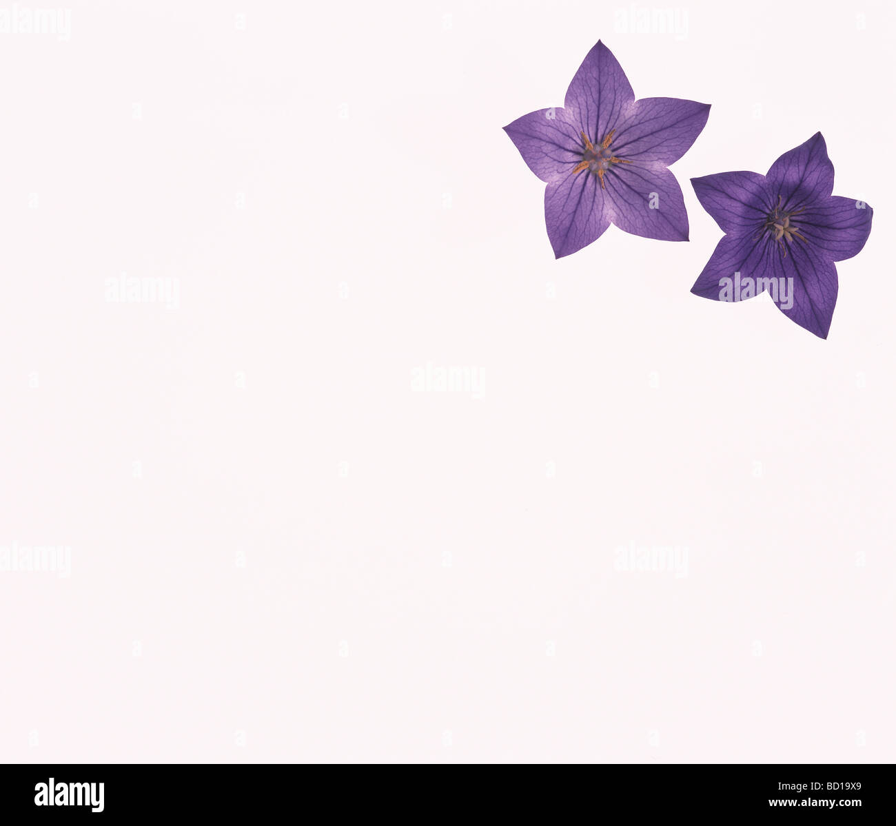 La Campanula Foto Stock