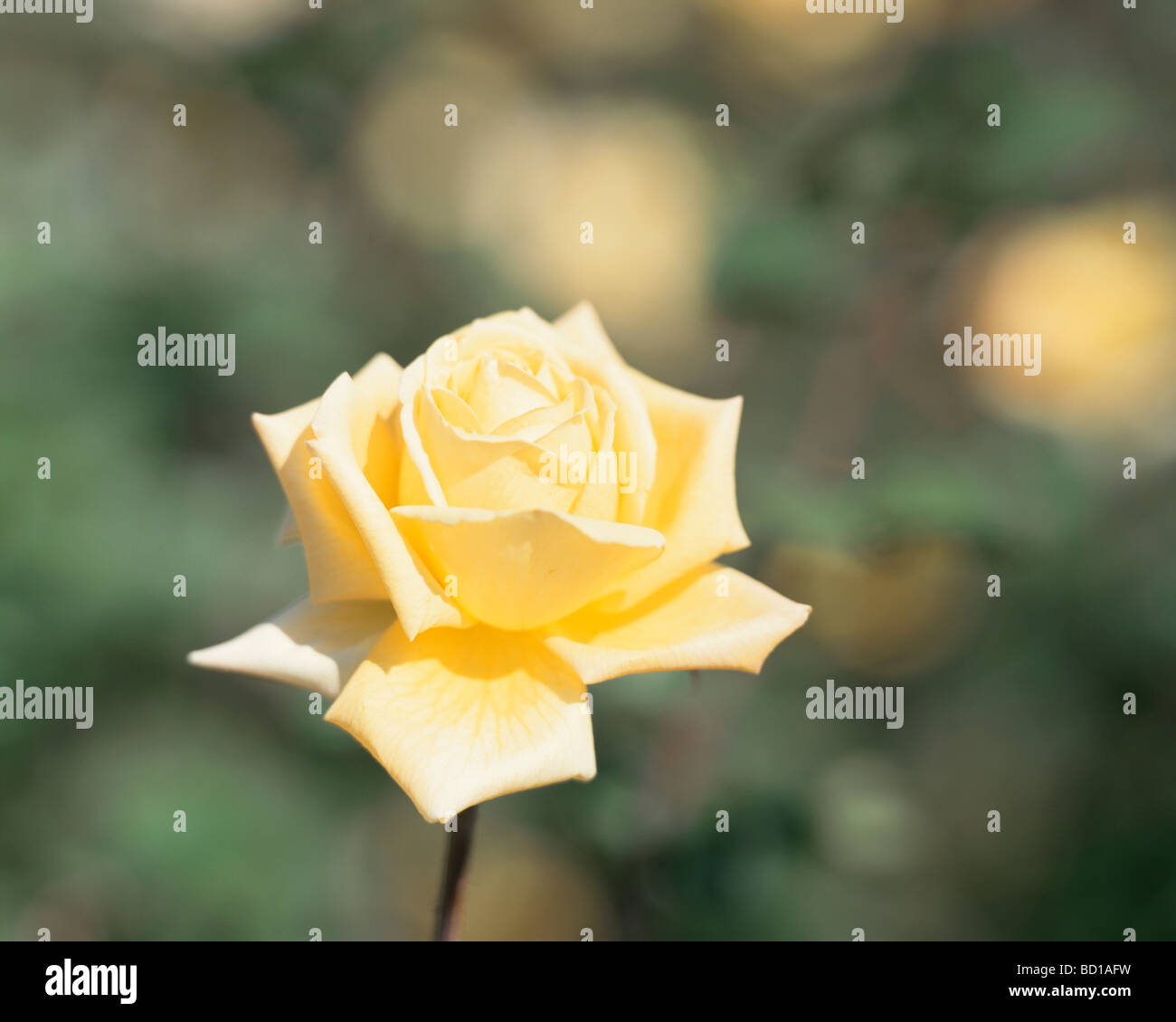 Rosa, oro Krone Foto Stock