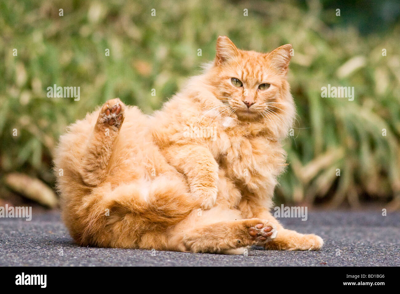 Ritratto di un grasso gatto sdraiato in strada Foto Stock