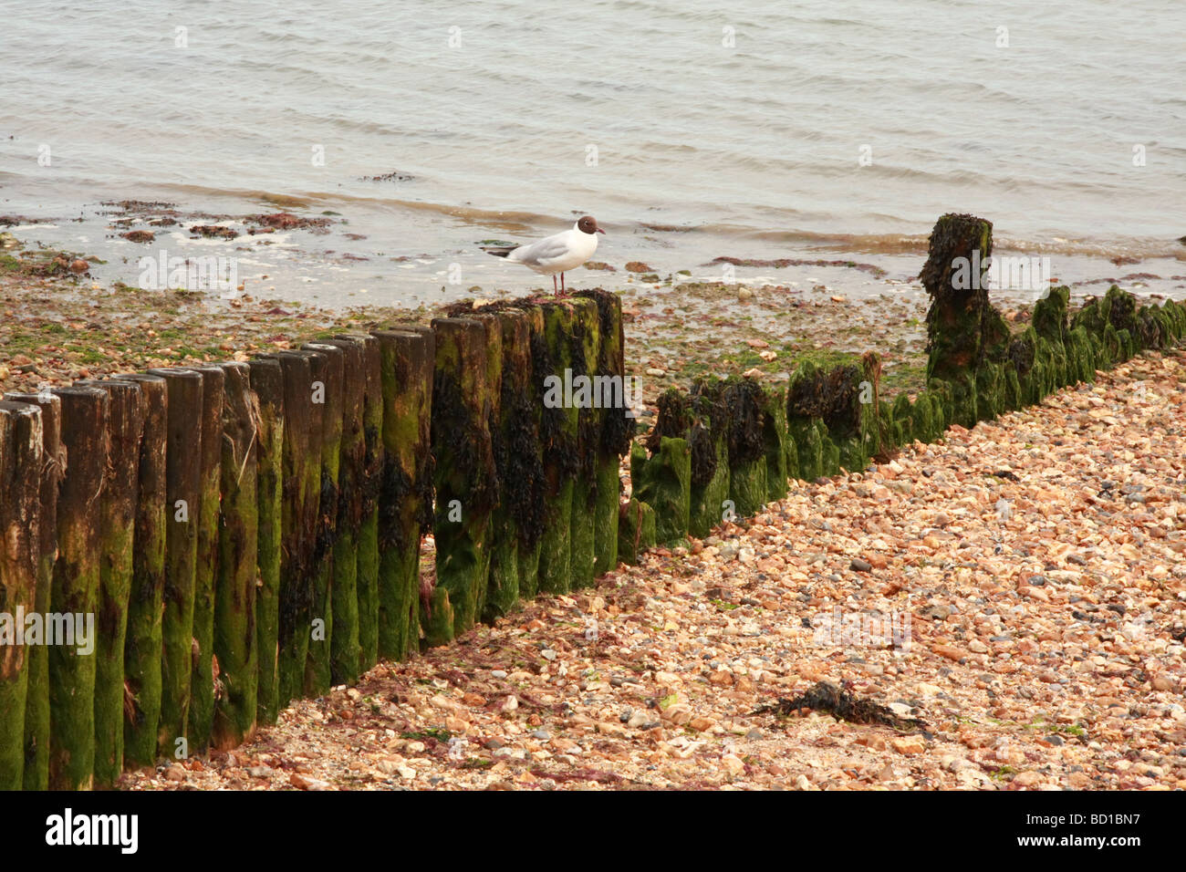 Gabbiano di appoggio sul eroso colonne di legno (Littlehampton, Inghilterra) Foto Stock