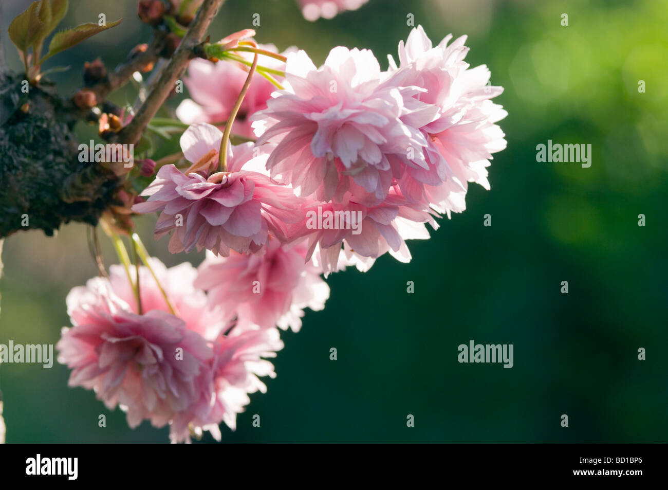 Blossom Prunus sp UK Foto Stock
