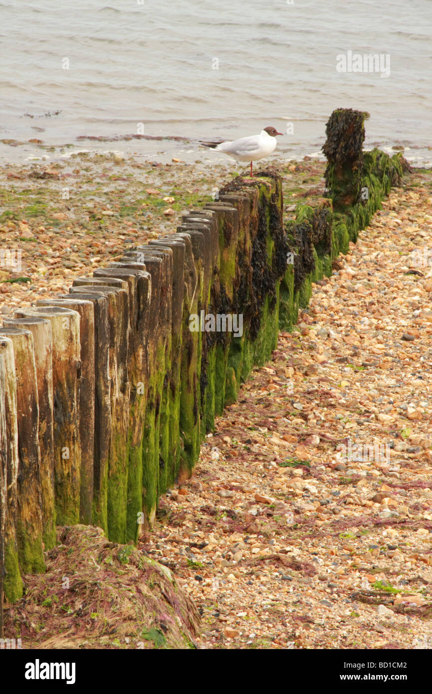 Gabbiano di appoggio sul eroso colonne di legno (Littlehampton, Inghilterra) Foto Stock