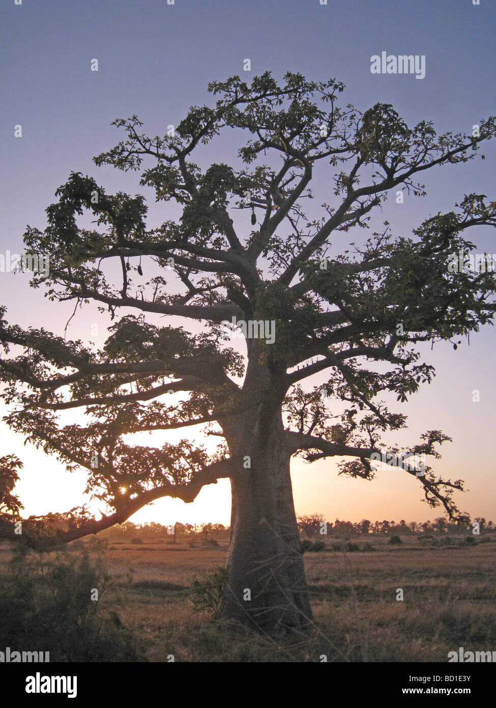 BAOBAB (Adansonia digitata) in Senegal vicino al limite settentrionale della sua gamma Foto Stock