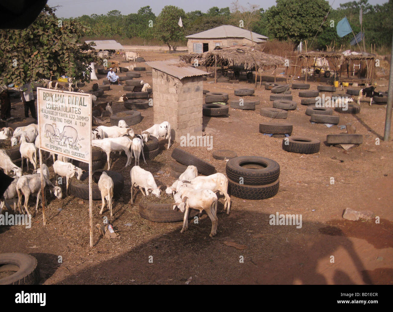 La Gambia - mercato degli animali in Fajara, a est di Banjul la capitale Foto Stock