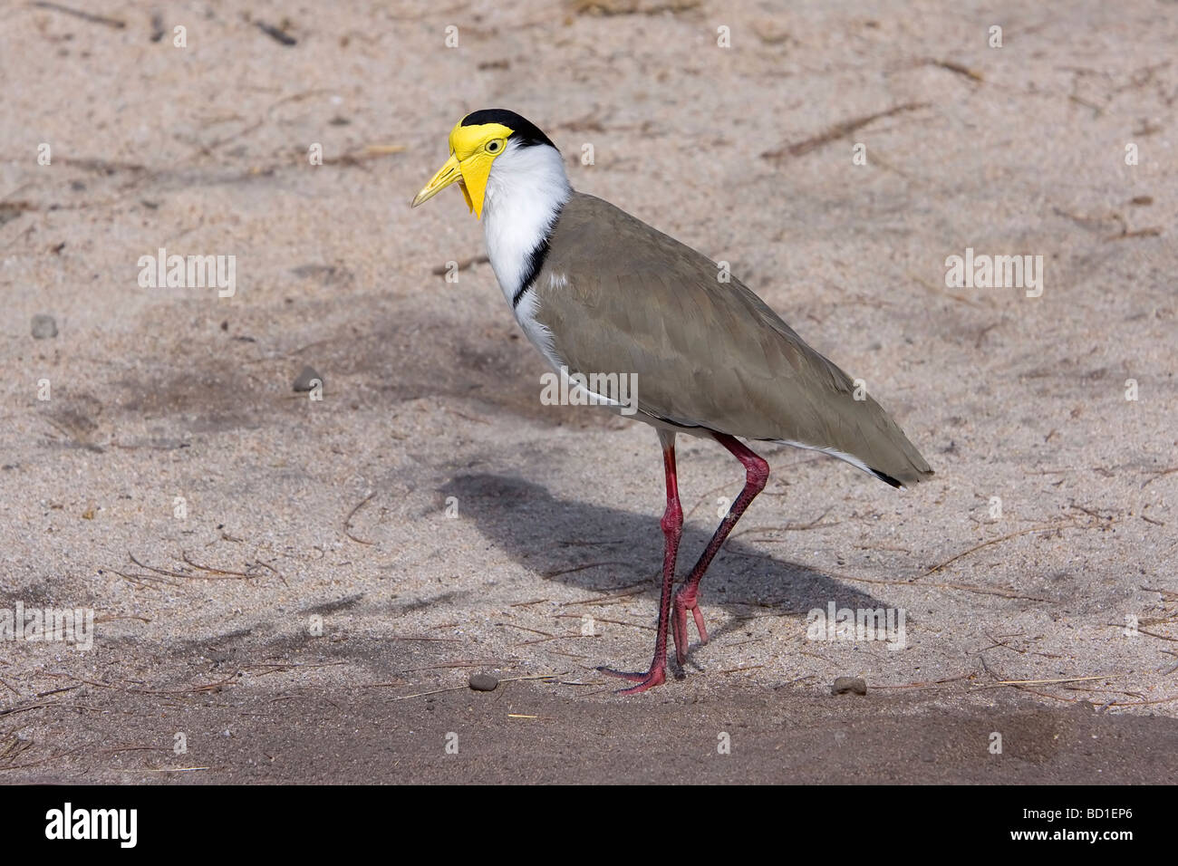 Masked Pavoncella Plover Vanellus miglia Foto Stock