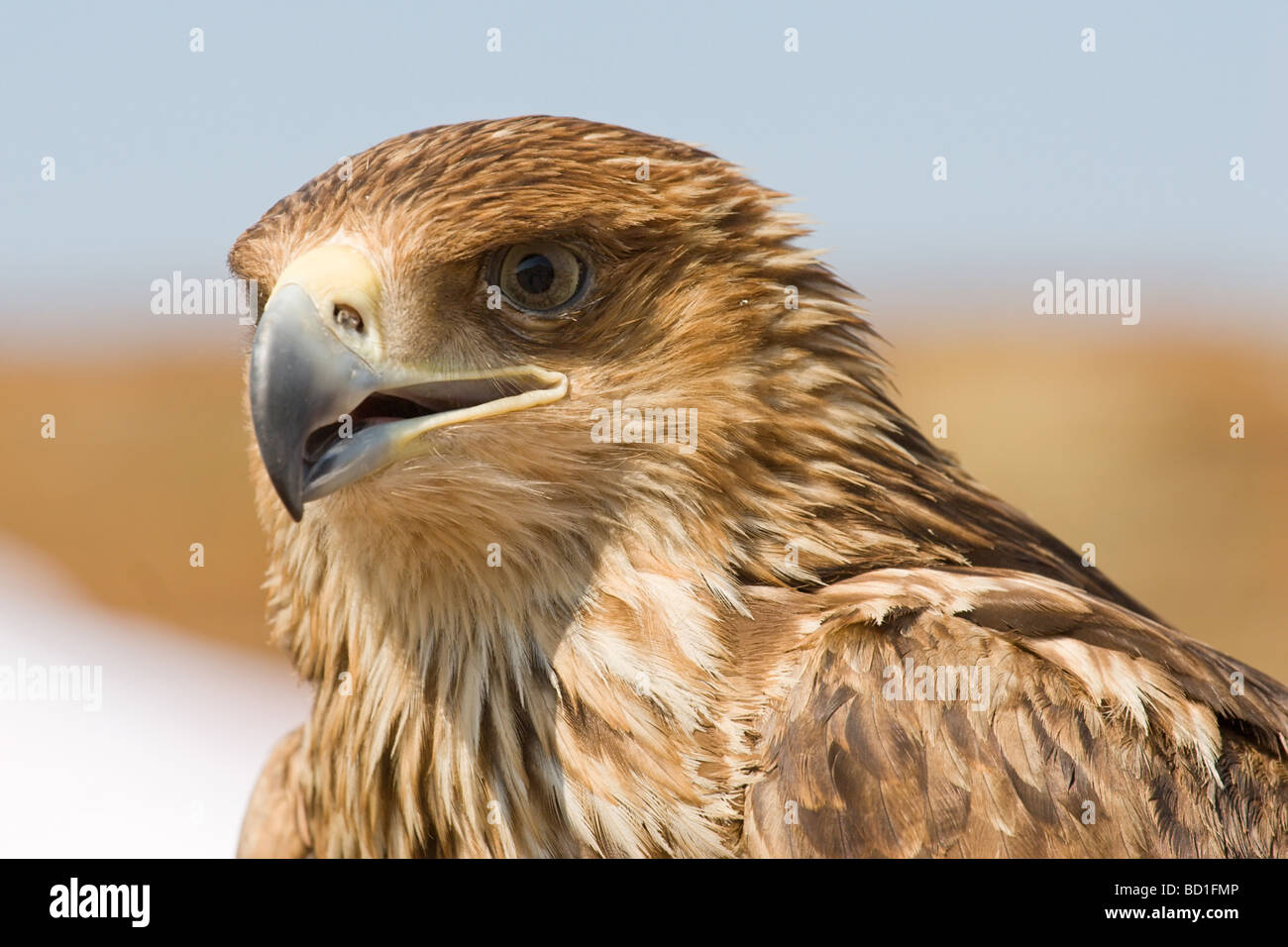 Ritratto di brown falcon da vicino fino Foto Stock