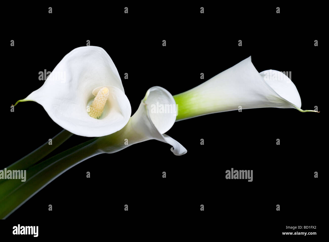 Tre gigli di calla vicino isolata su sfondo nero Foto Stock