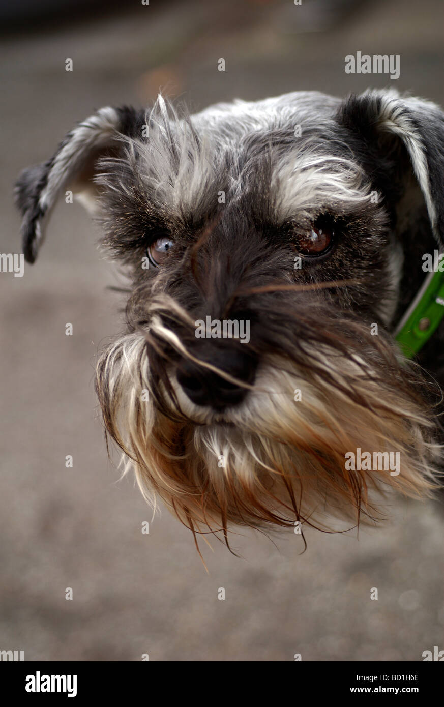 Un cane miniatura Schnauzer guarda timidamente nella fotocamera con eybrows cespuglioso Foto Stock