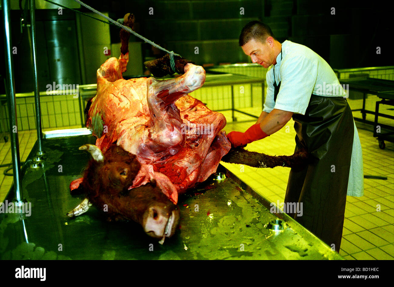 Una mucca è preparato per l'autopsia Foto Stock