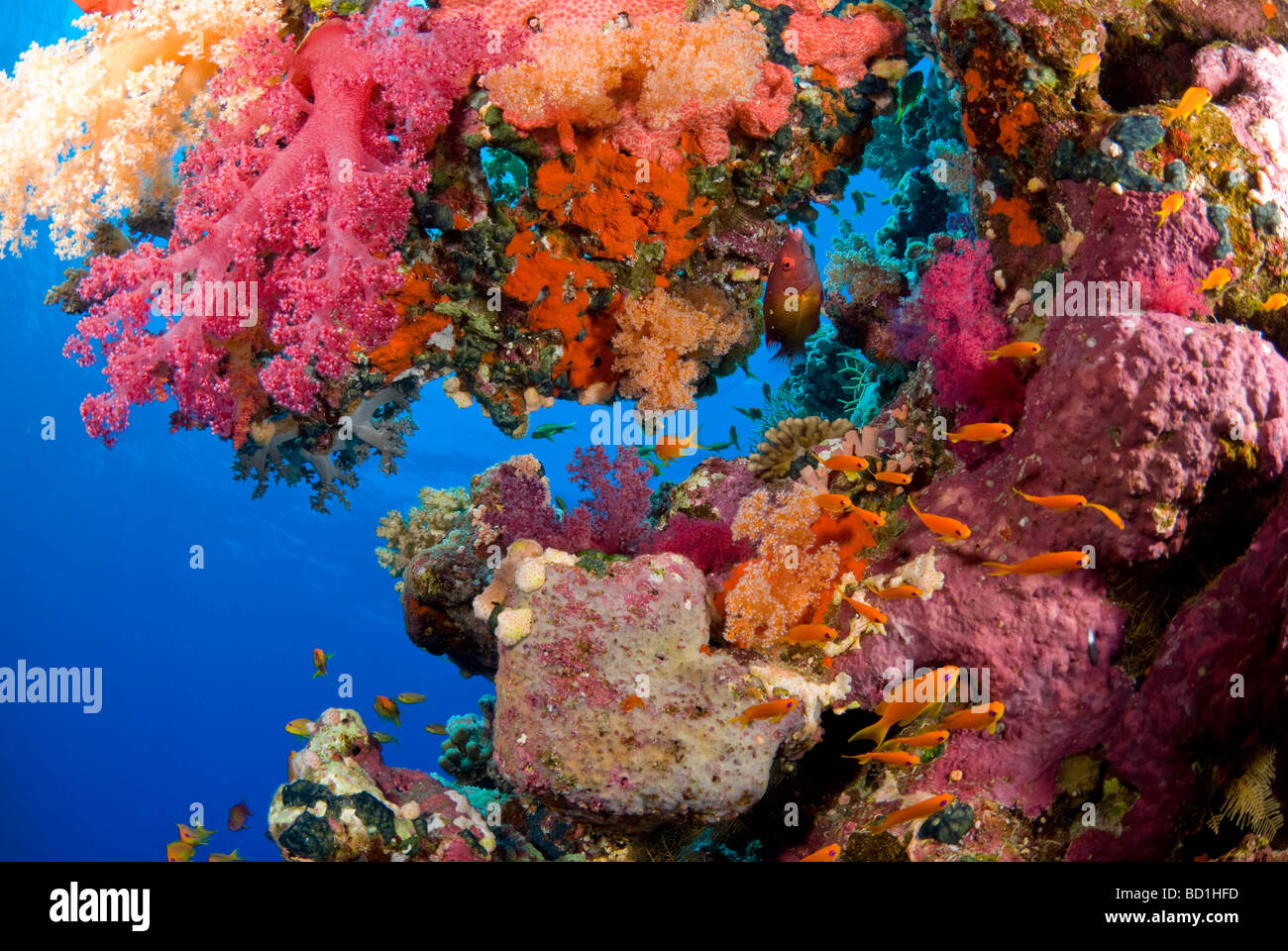 Colorata barriera corallina scena con viola i coralli morbidi e vari pesci tropicali. Safaga, Mar Rosso Foto Stock