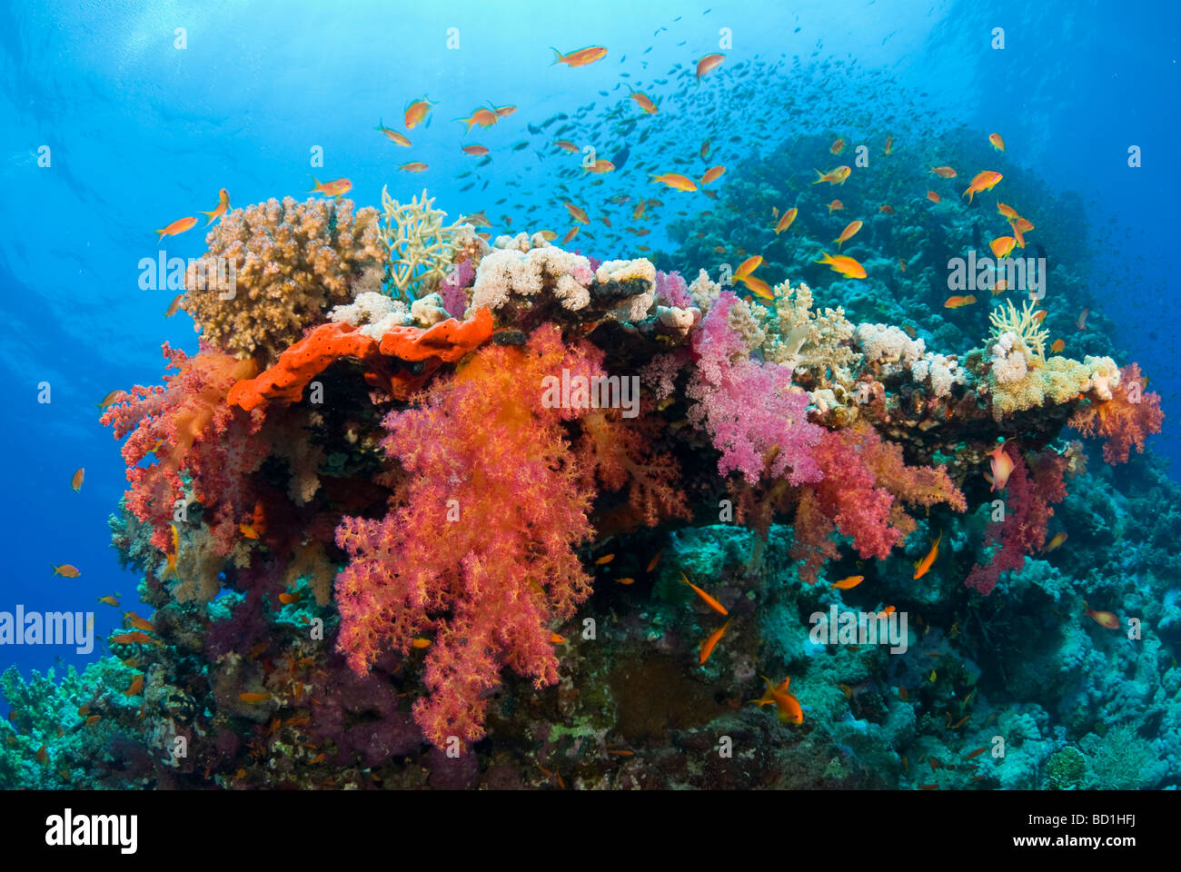 Colorata barriera corallina scena con viola i coralli morbidi e anthias. Safaga, Mar Rosso Foto Stock