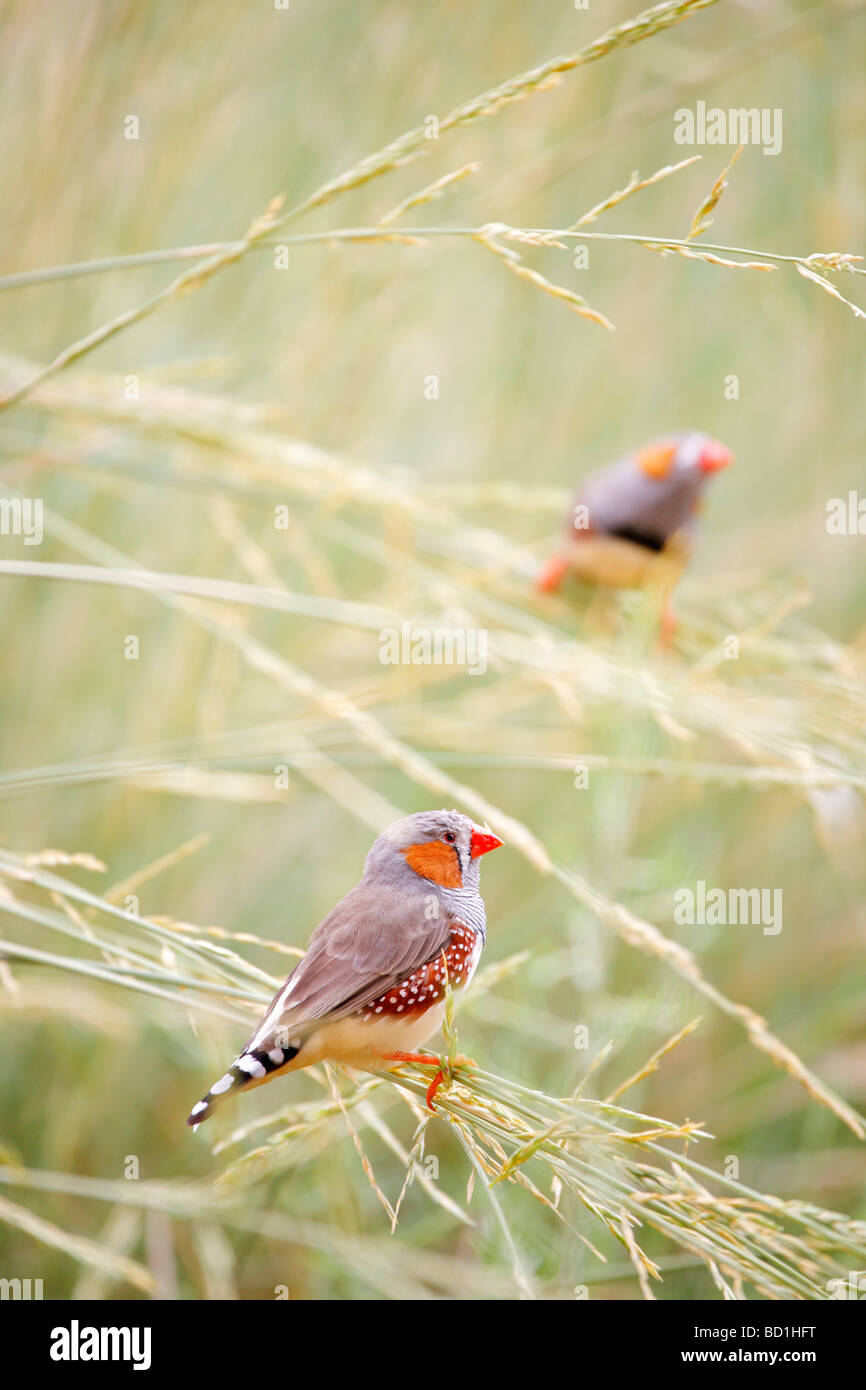 La Zebra Finch, Taeniopygia guttata, il più comune e familiare finch estrildid dell'Australia centrale Foto Stock