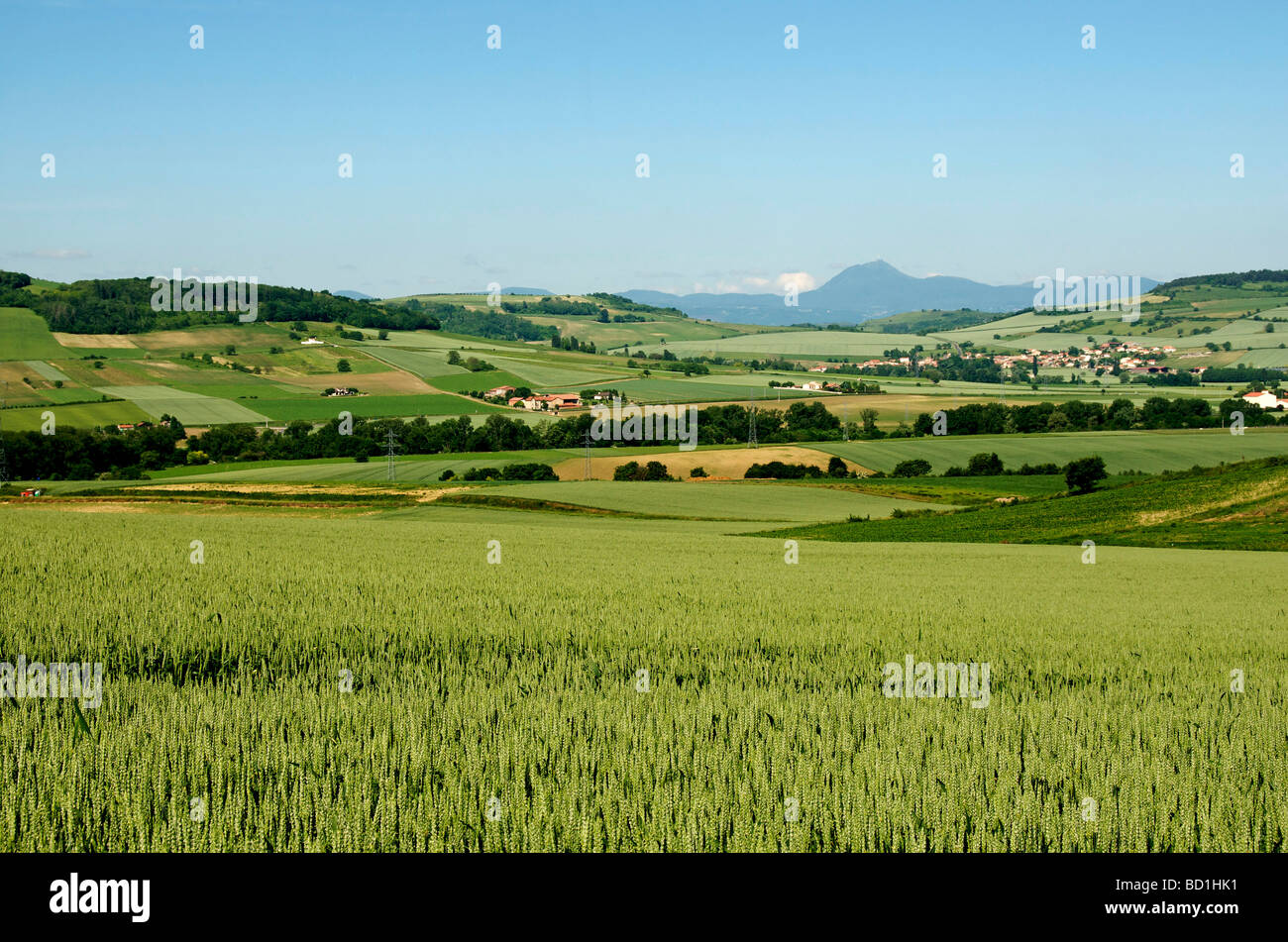 Campo di mais nella pianura della limagne. Auvergne. La Francia. Foto Stock