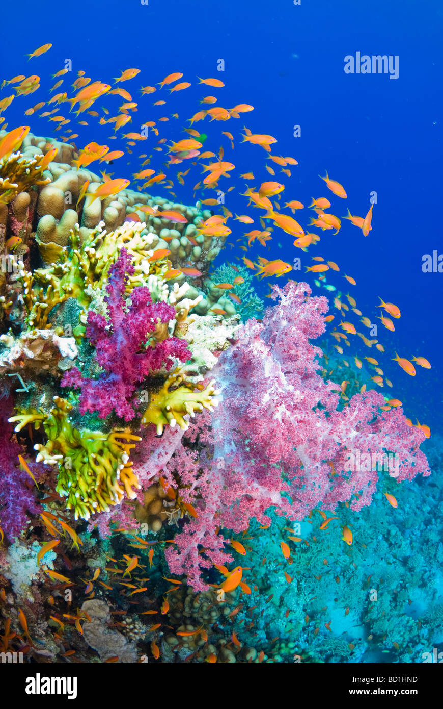 Colorata barriera corallina scena con viola coralli molli, fire coralli e anthias. Safaga, Mar Rosso Foto Stock