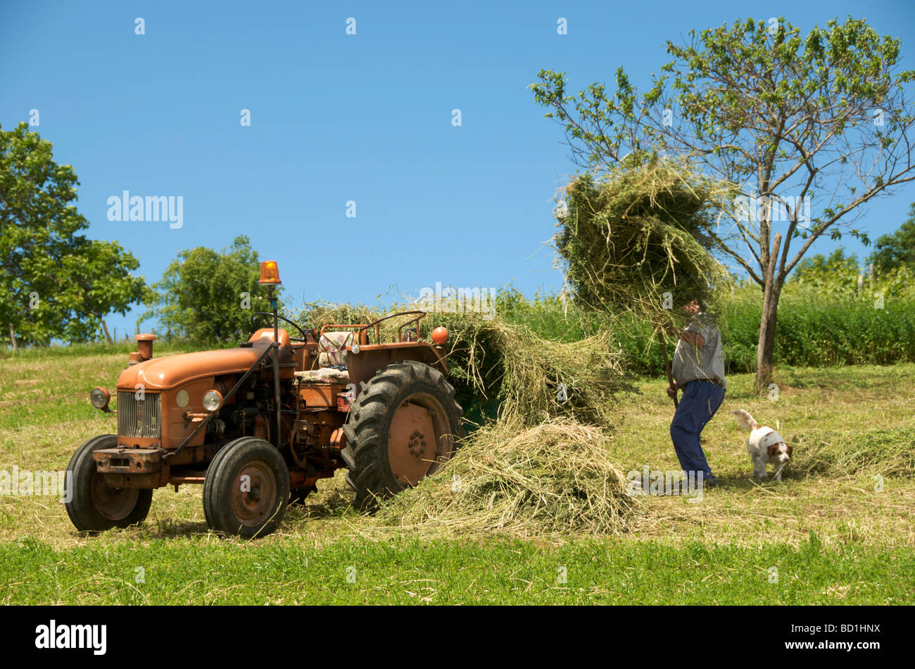 Agricoltore la raccolta di fieno insieme con il suo cane e il vecchio trattore Foto Stock