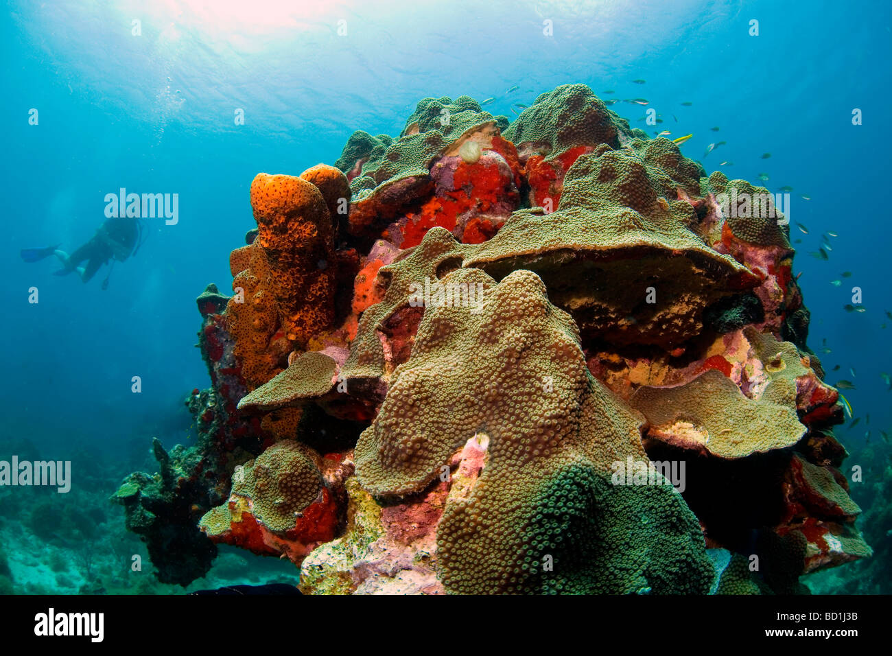 Le immersioni presso la barriera corallina di Watamula nell oceano dell'isola dei Caraibi Curacao nelle Antille olandesi Foto Stock