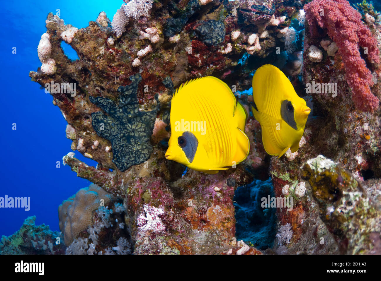 Masked buttefly pesce, Abu Kifan, Safaga, Mar Rosso Foto Stock