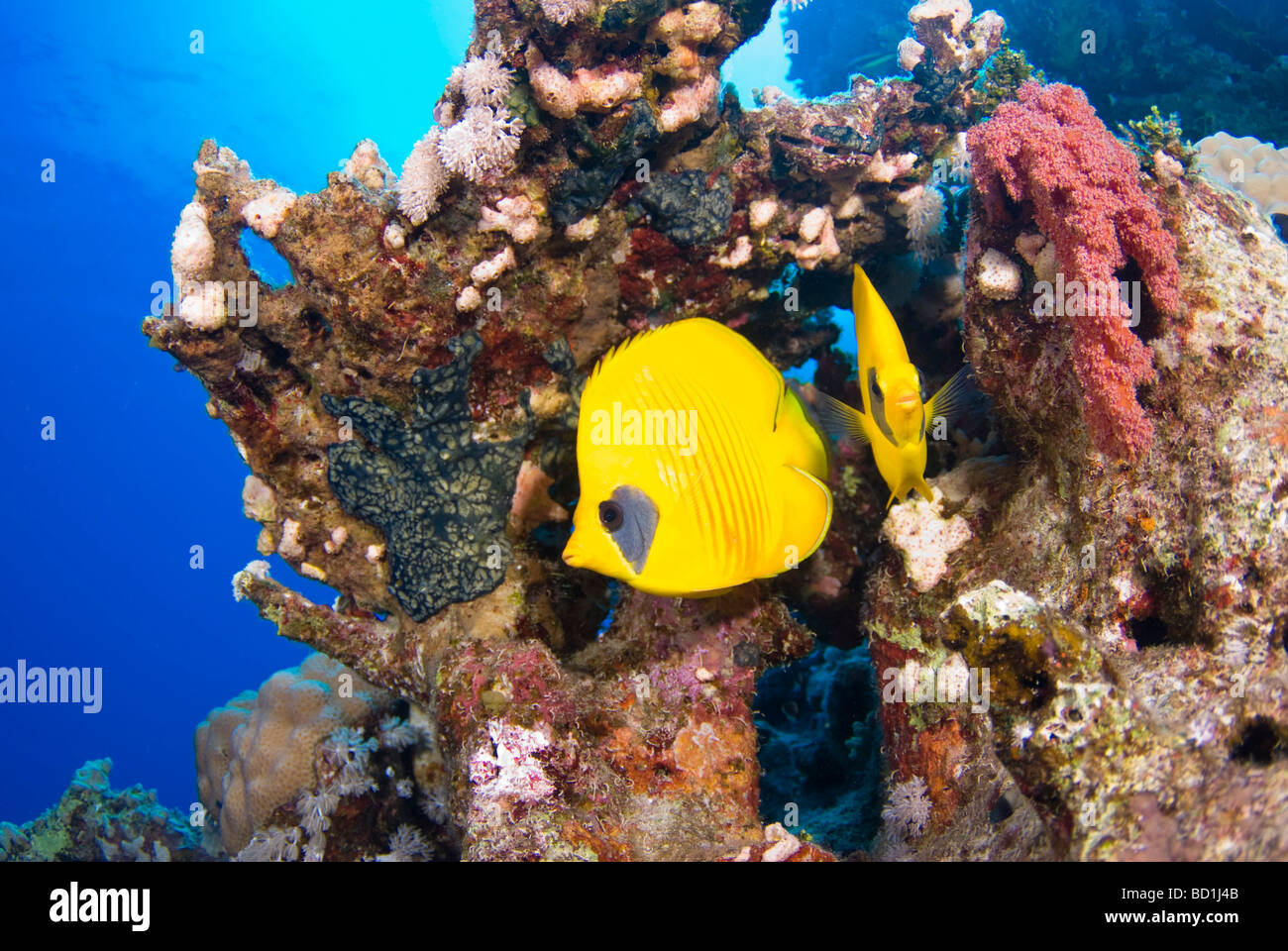 Masked buttefly pesce, Abu Kifan, Safaga, Mar Rosso Foto Stock