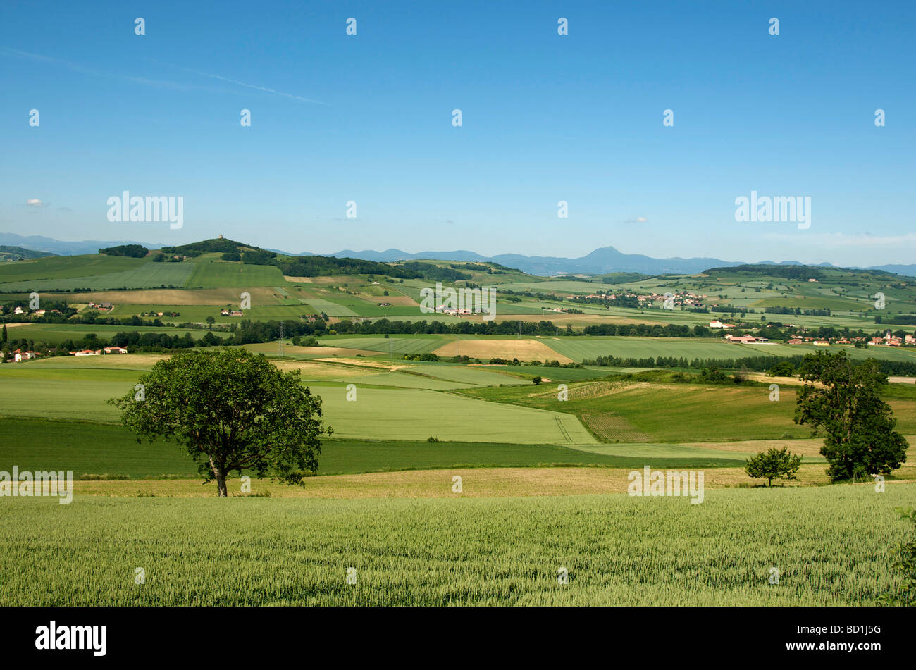 Campo di mais nella pianura della limagne. Auvergne. La Francia. Foto Stock