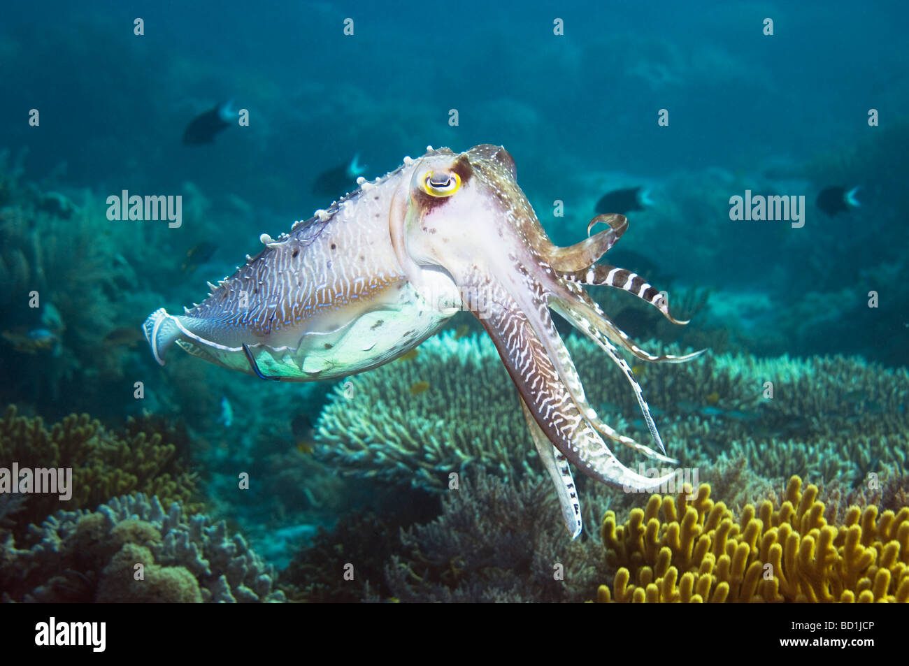 Broadclub Seppie Sepia latimanus chiacchiere maschio Komodo Indonesia Foto Stock