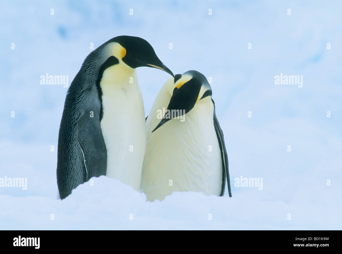 Pinguini imperatore (Aptenodytes forsteri) coppia di corteggiamento, Mare di Weddell Colony Antartide Foto Stock