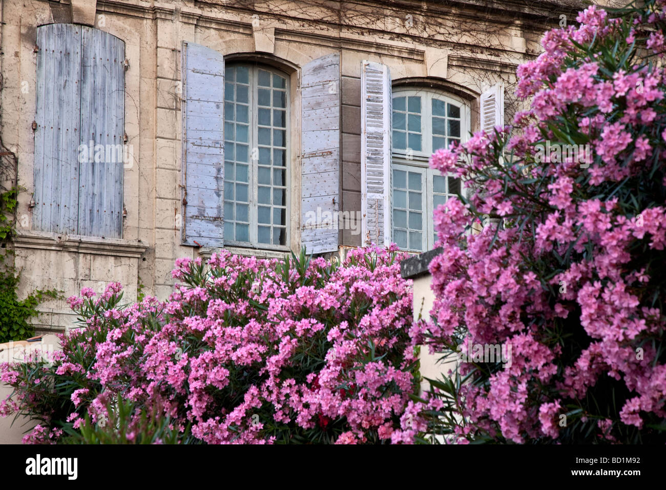 Purply fiori di colore rosa di fronte blu finestre con persiane di San Remy de-Provence Francia Foto Stock