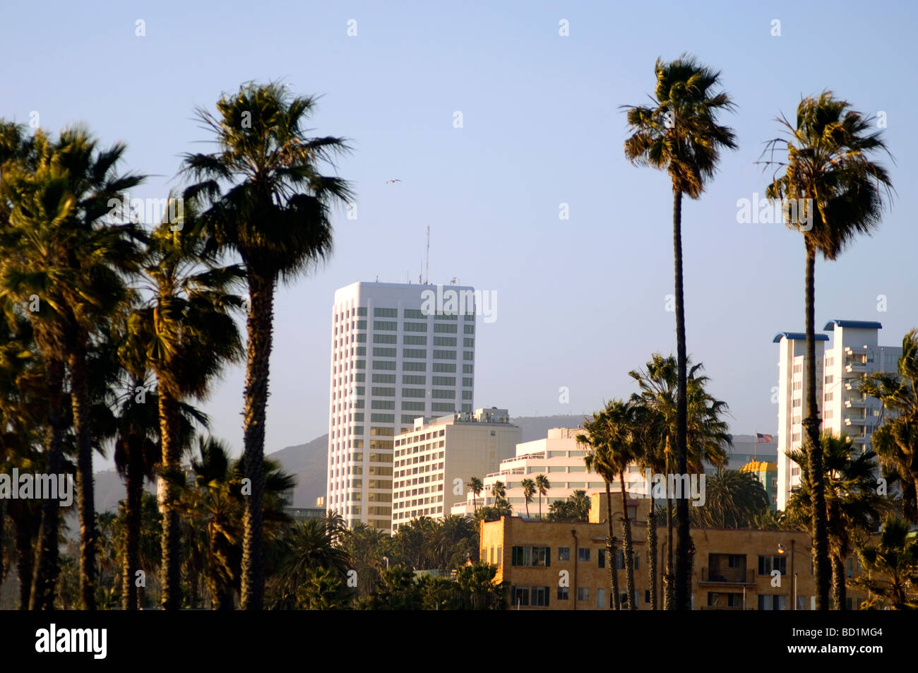 Santa Monica skyline e palme Foto Stock