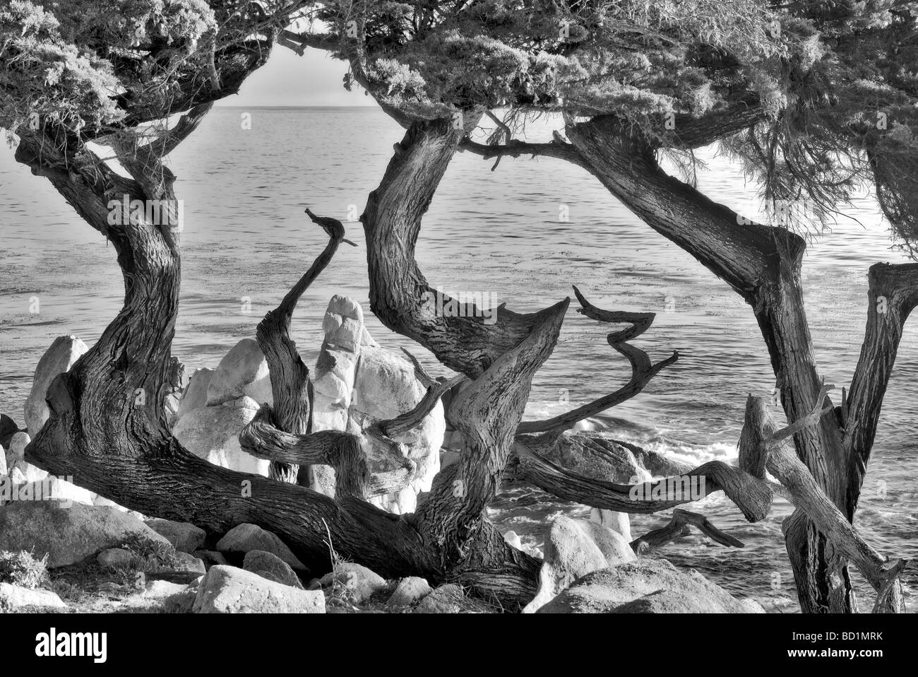 Monterey cipressi e ocean 17 Mile Drive Pebble Beach in California Foto Stock