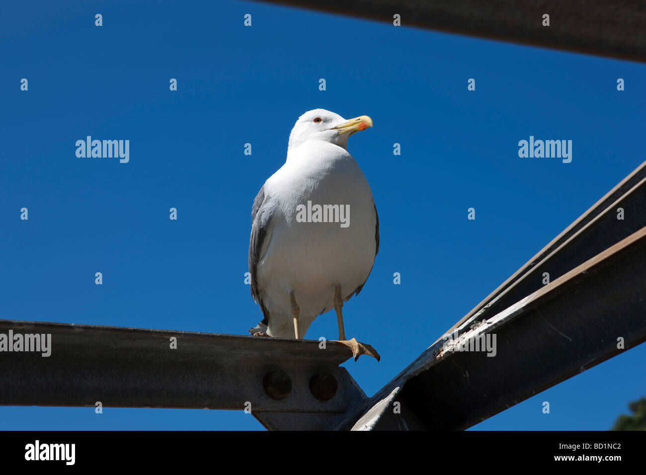 Un adulto zampe gialle aringa gull sat sul pilastro della funivia. Gibilterra. Europa Foto Stock
