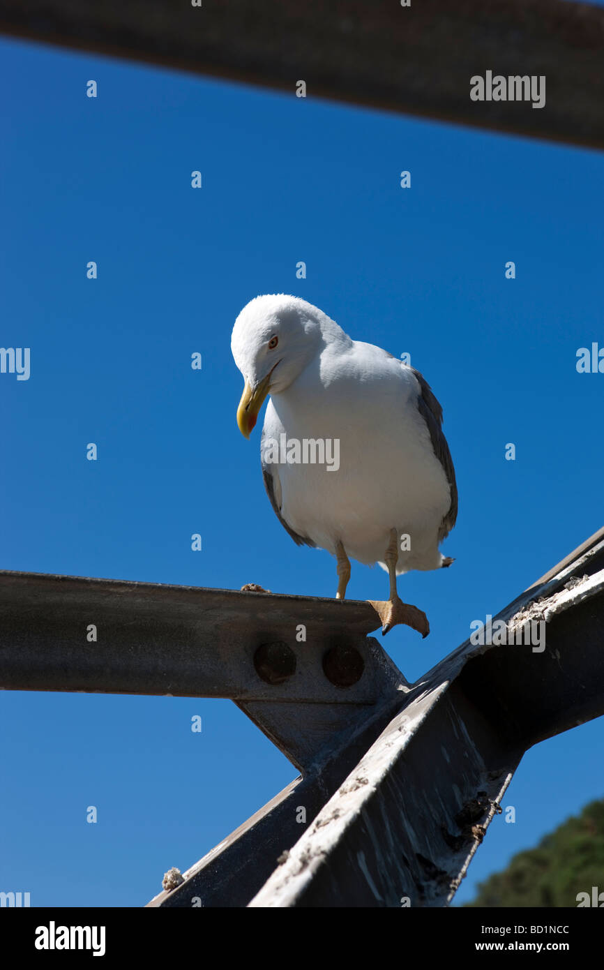 Un adulto zampe gialle aringa gull sat sul pilastro della funivia. Gibilterra. Europa Foto Stock